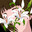 阿里嘎多美羊羊桑