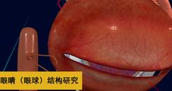 眼睛（眼球）结构研究