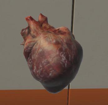外科研究院的3D骨骼（Surgical Study and 3D Skeletons for Medical School Students ）