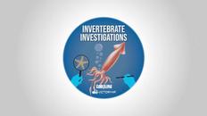 解剖模拟器：无脊椎动物版（Dissection Simulator: Invertebrate Edition）- Meta Quest游戏