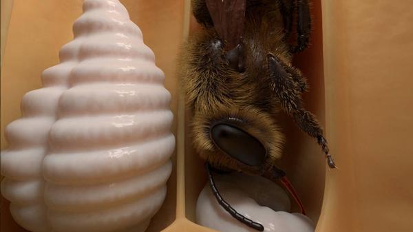 蜜蜂VR（Honeybee VR）- Meta Quest游戏