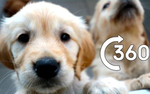 【360° VR】小导盲犬成长日记