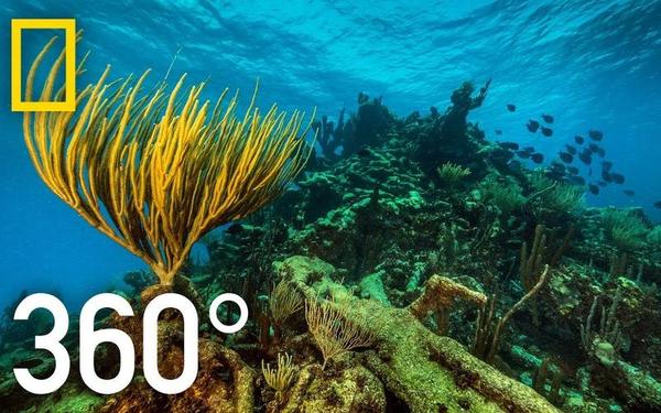 【360° VR】探寻加勒比海底的秘密