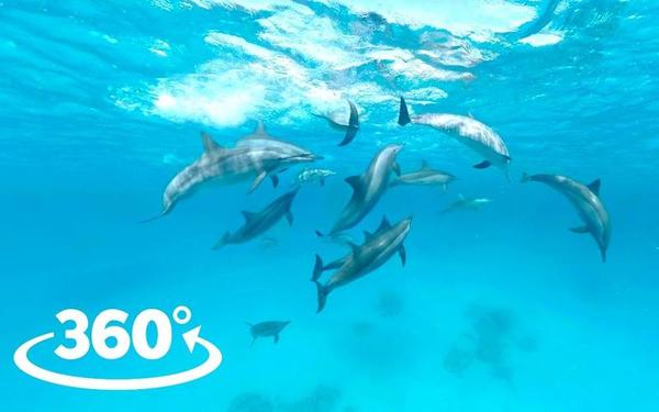 【360° VR】海豚天堂