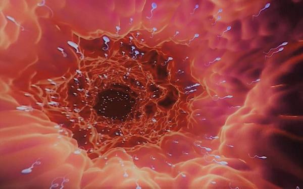 【360° VR】由一颗精子体验生命诞生！