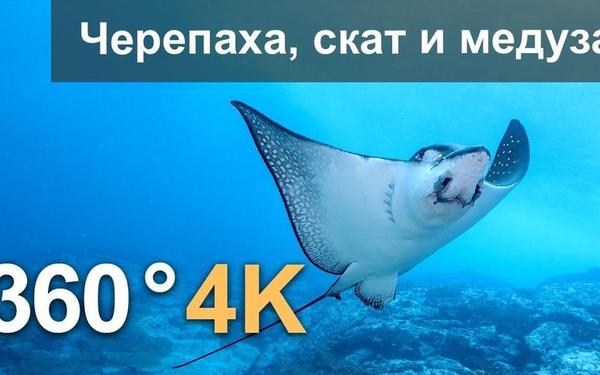 【360° VR】美国纽约曼哈顿,4K空中视频