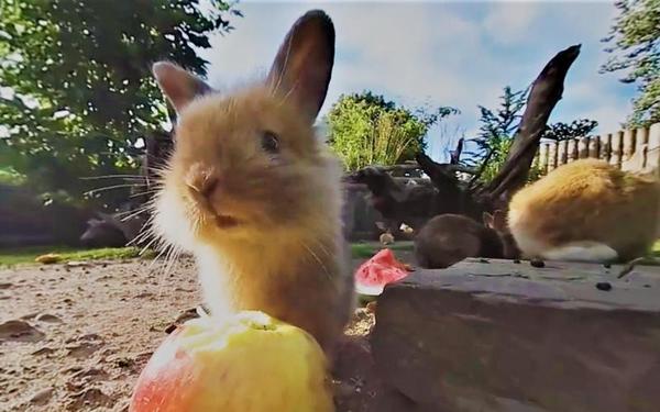 【360° VR】萌兔吃播上线