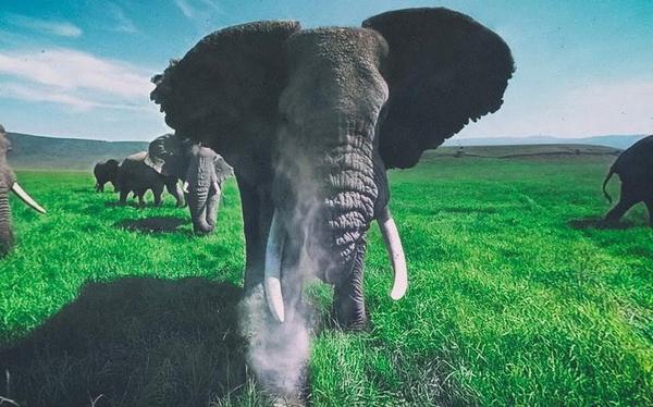 【360° VR】被野生大象包围