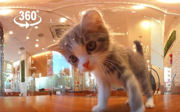 【360° VR】警告！你已被喵星人包围