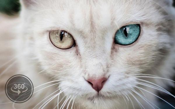 【360° VR】不同动物眼中的世界