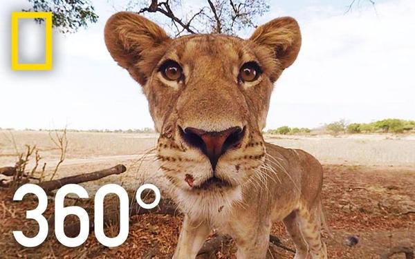 【360° VR】大草原上的小狮子